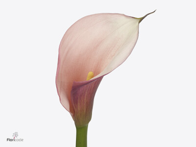 Zantedeschia aethiopica Eydolls Purple Pink