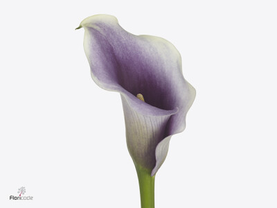 Zantedeschia 'Captain Miró'