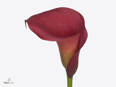 Zantedeschia 'Captain Redwood'