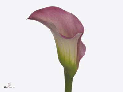 Zantedeschia Romantic Art