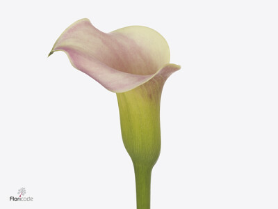 Zantedeschia 'Royal Salsa'