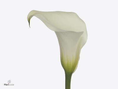 Zantedeschia 'Captain Beluga'