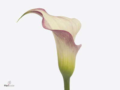 Zantedeschia 'Blushing Lady'