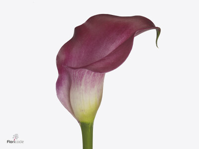 Zantedeschia Shiny Art