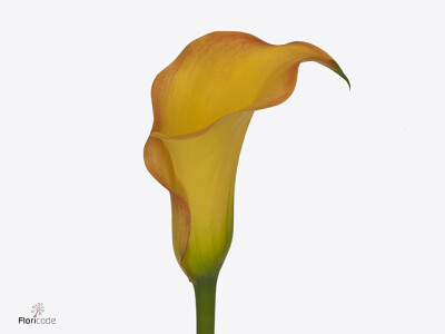 Zantedeschia 'Captain Serengeti'