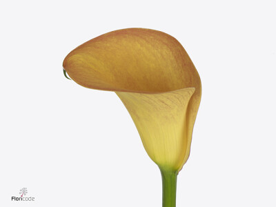 Zantedeschia Solero Art