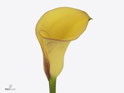 Zantedeschia Holland Art