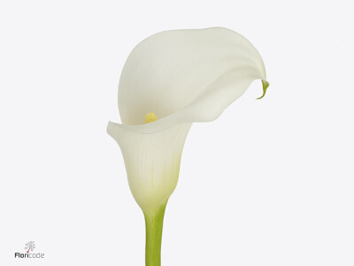 Zantedeschia Whitehorse