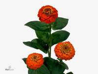 Zinnia Lilliput Orange
