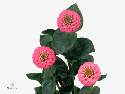 Zinnia Lilliput Rose