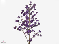 Callicarpa bodinieri Magical Lilac