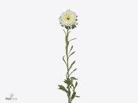 Callistephus chinensis 'Azumi XL White'