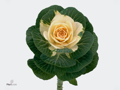 Brassica oleracea 'White Crane'