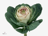 Brassica oleracea 'Corgy Pink'