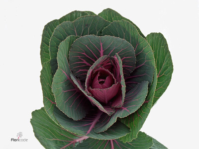 Brassica oleracea 'Red Crane'