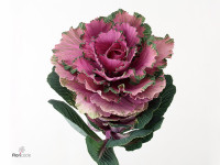 Brassica oleracea 'Rose Crane'