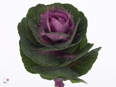 Brassica oleracea Empire Olga