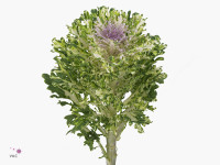 Brassica oleracea 'Bride White'