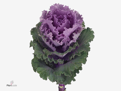 Brassica oleracea Empire Bogdana