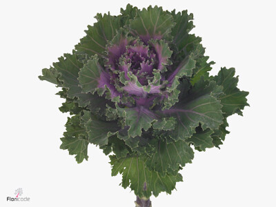 Brassica oleracea Empire Katya