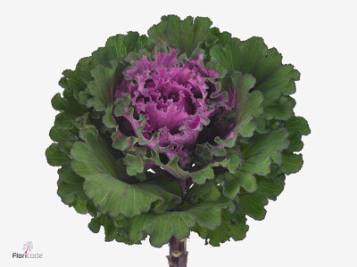 Brassica oleracea 'First Lady'