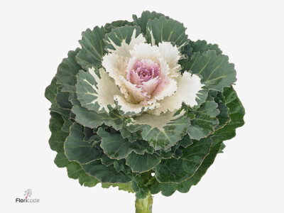 Brassica oleracea Empire Akilina