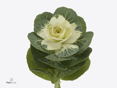 Brassica oleracea Empire Anna