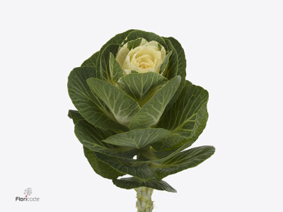 Brassica oleracea Empire Alexandra