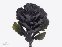 Brassica oleracea Black Leaf