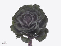 Brassica oleracea 'Elegance'