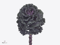 Brassica oleracea Black Angel