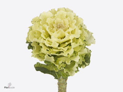 Brassica oleracea White Lady