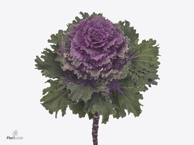 Brassica oleracea Empire Tekla