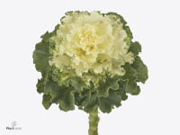 Brassica oleracea 'Crane Ruffle White'