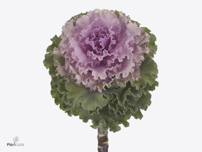 Brassica oleracea 'Crane Ruffle Rose'