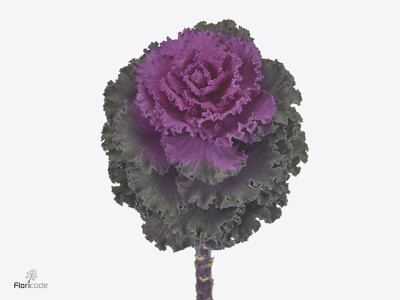 Brassica oleracea 'Crane Ruffle Red'