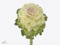 Brassica oleracea 'Crane Ruffle Bicolour'
