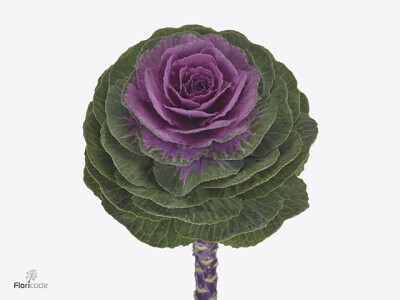 Brassica oleracea 'Crane Carmine'