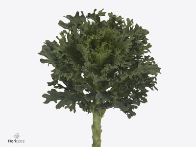 Brassica oleracea Empire Darya