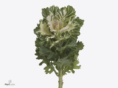 Brassica oleracea Empire Faina