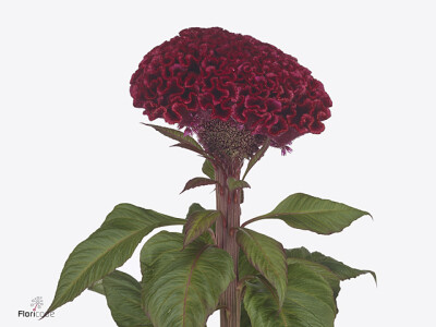 Celosia argentea (Cristata Grp) 'Indian Summerburgundy'