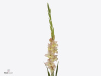 Gladiolus (Large-flowered Grp) 'Cera Stelvio'