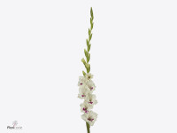 Gladiolus (Large-flowered Grp) 'Cera Corsage'