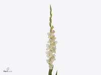 Gladiolus (Large-flowered Grp) 'Cera Fearless'