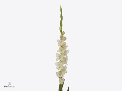 Gladiolus (Large-flowered Grp) 'Cera Fearless'