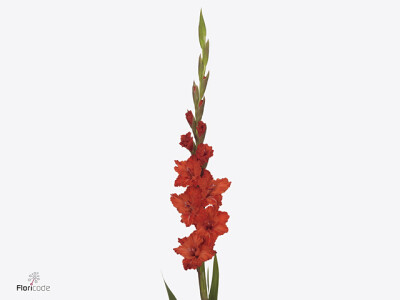 Gladiolus (Large-flowered Grp) 'Cera J'adore'