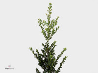 Ilex (blad) crenata 'Green Hedge'