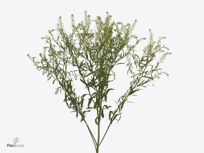 Lepidium virginicum Green Dragon