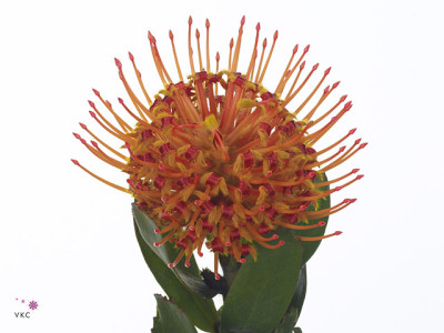 Leucospermum 'Naomi' kleurbehandeld H%