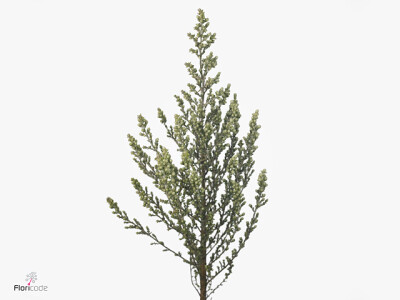 Ozothamnus 'Sussex Silver'